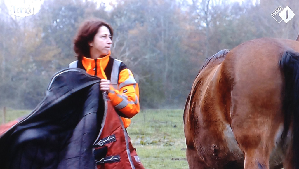 bertie_paardendekken